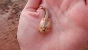 Живые ископаемые — семейство Triopsidae