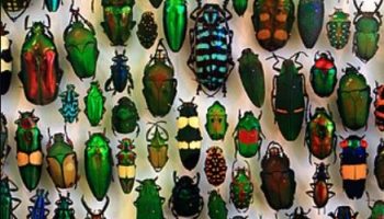 Разнообразие жуков — Подотряд Polyphaga