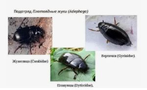 Разнообразие плотоядных жуков