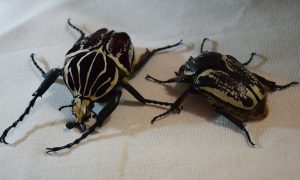 Два жука