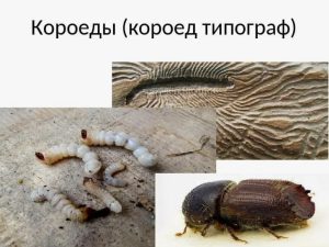Личинки и жуки короеда