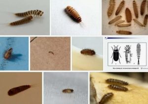 Личинка и жуки кожеед