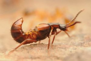 Ломехуза жук вредитель муравьям