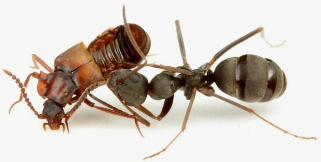 Ломехуза и муравей