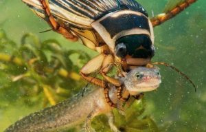 Плавунец хищный жук