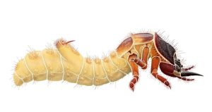 Личинка жука-скакуна