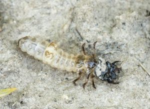 Личинка жука скакуна