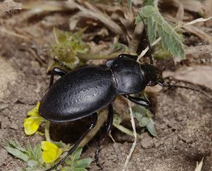 Венгерский жук на природе