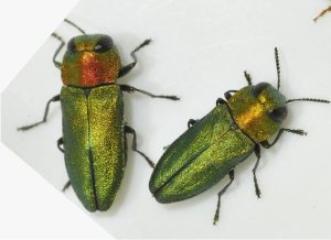 Два жука из семейства Златок