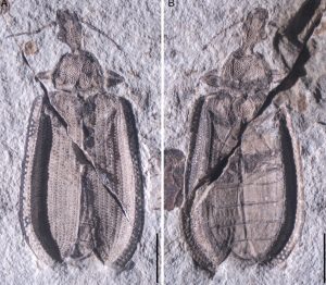 Древние жуки