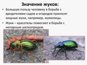 Важность жуков