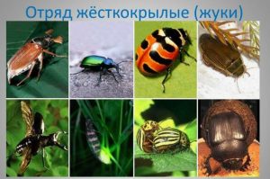 Разнообразие жуков