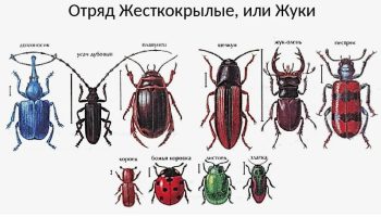 Загадочный мир жесткокрылых — исследование жуков (Coleoptera)