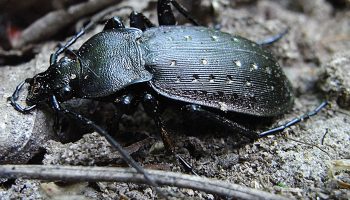 Жужелица садовая (Carabus hortensis) — характеристики и особенности