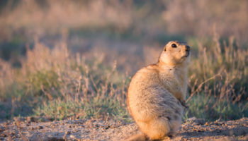 Жёлтый суслик (Spermophilus fulvus)