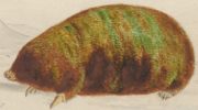 Златокрот или семейство Златокротовые (Chrysochloridae)