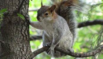 Золотистобрюхая белка (Sciurus aureogaster)