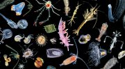 Зоопланктон — ключевые факты и значение в экосистеме