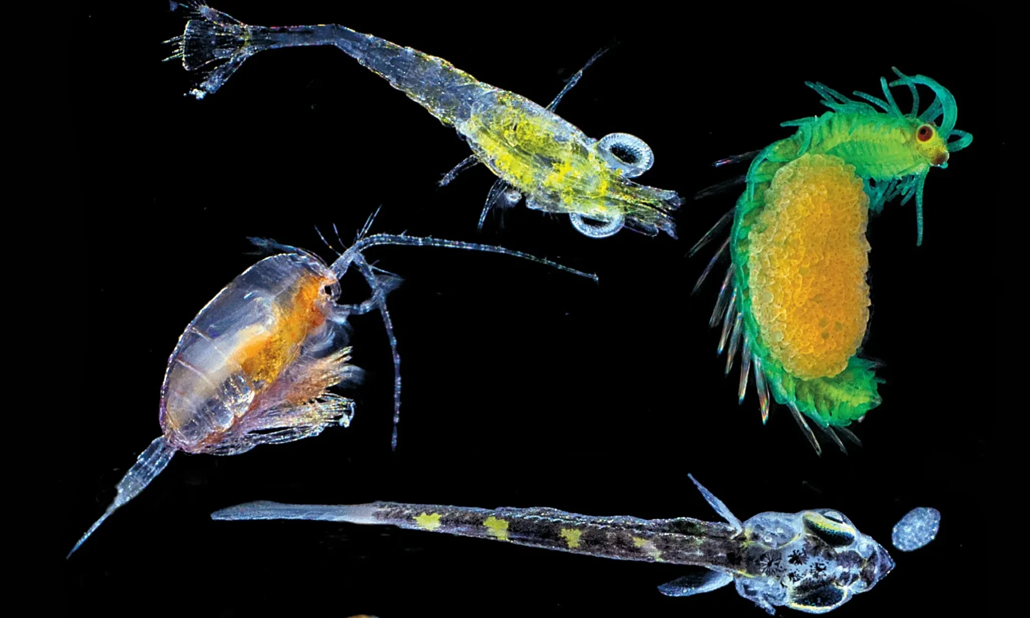 File:Mixed zooplankton sample.jpg - Wikipedia