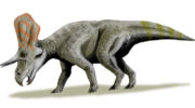 Зуницератопс (Zuniceratops) — описание, особенности и классификация
