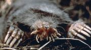 Звездорыл (Condylura cristata) — особенности внешности и образа жизни